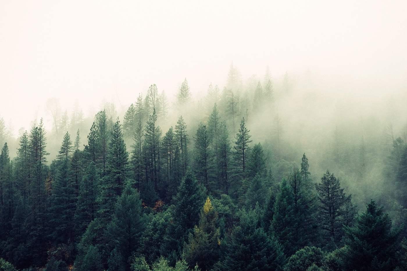 Stock photo of a misty stand of trees, an upland cue. Not the Ducks and Birdies venue.